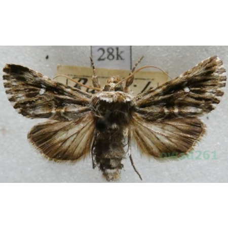 Calophasia lunula (Hufnagel, 1766) Nocena księżycówka Poland28k